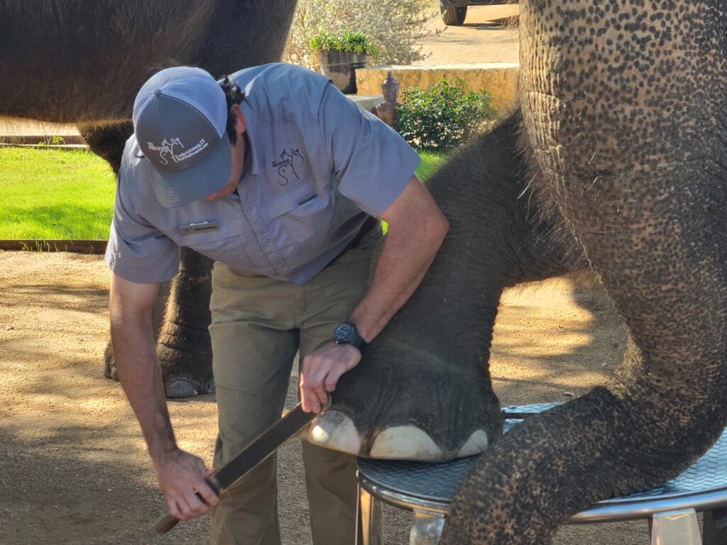 Elephant Experience at The Preserve