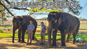 Elephant Experience