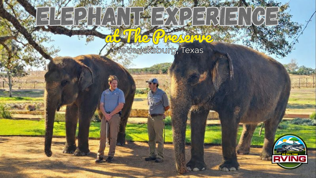 Elephant Experience