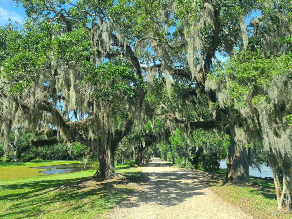 Moss Covered Live Oaks Jungle Gardens
