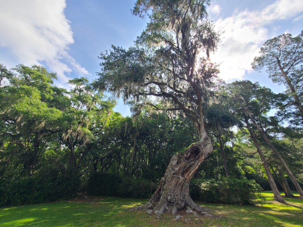 Cleveland Oak at Jungle Gardens