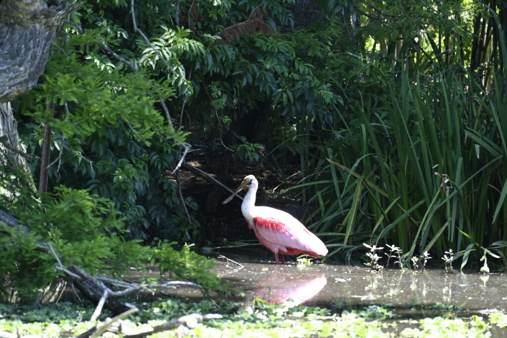 Rip's Rookery