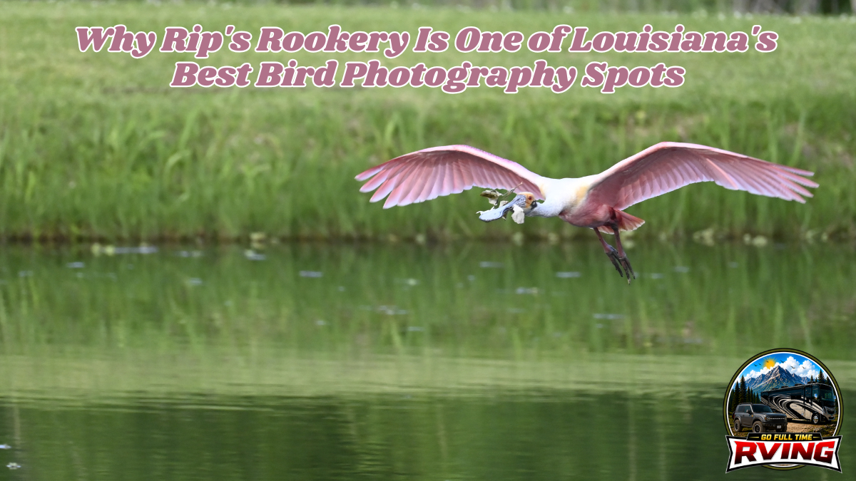 Why Rip's Rookery Is One of Louisiana's Best Bird Photography Spots