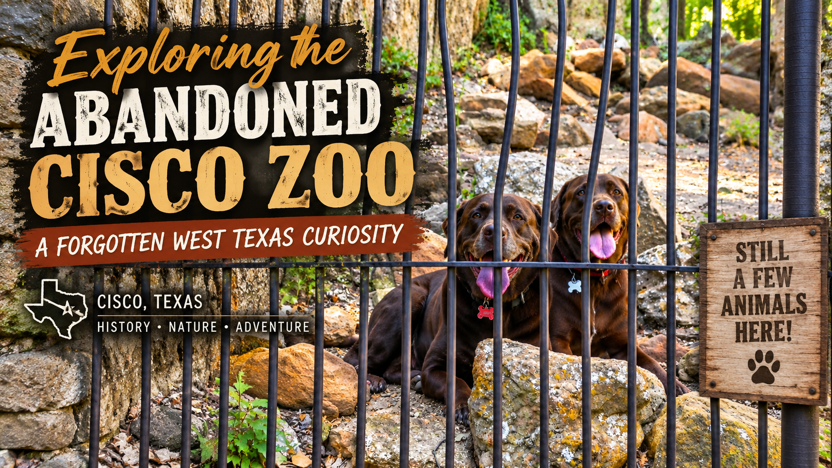 Cisco Zoo